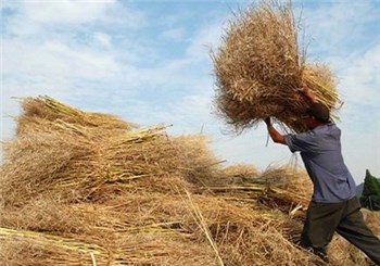 河南项城秸秆废物利用加工成“金豆”