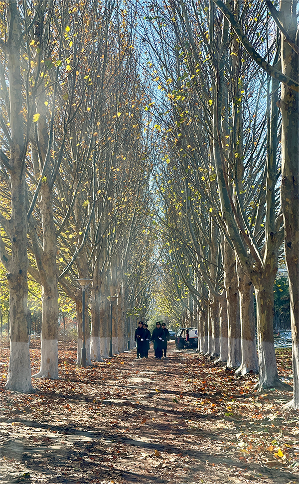 雪留白染冬泥落叶满径酿春壤闲赏禁卫探宫谜因疫有暇困京西立冬后地点