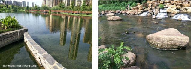 太和水：“食藻虫引导水下生态修正技能”助力河湖管理