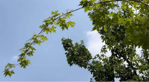 元宝枫的栽植技术与管理