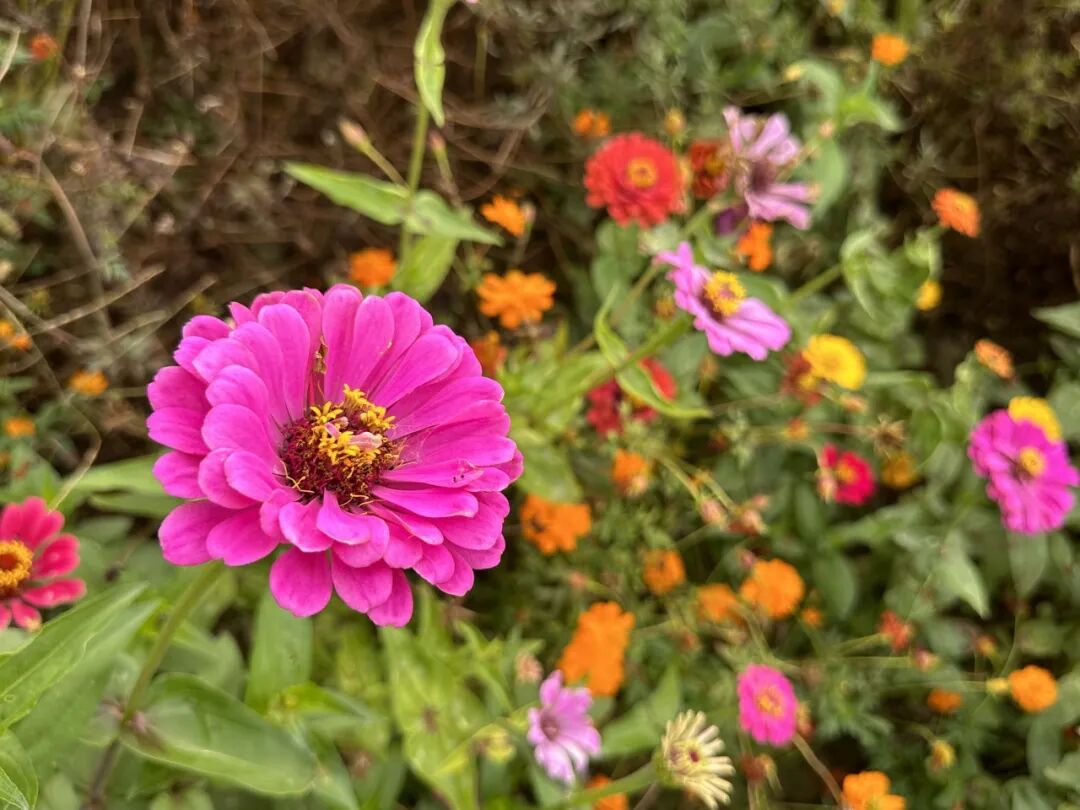 113_11_1767837794.jpeg?wx_fmt=jpeg&from=appmsg