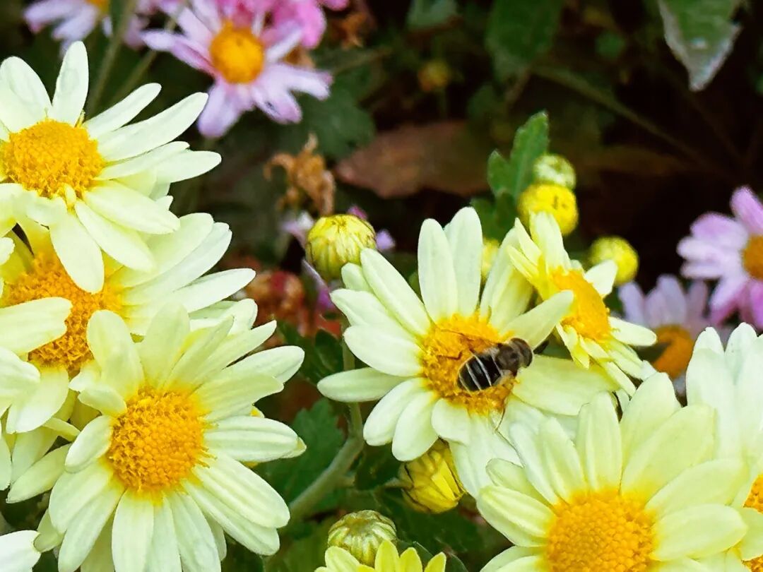 113_12_1767837794.jpeg?wx_fmt=jpeg&from=appmsg