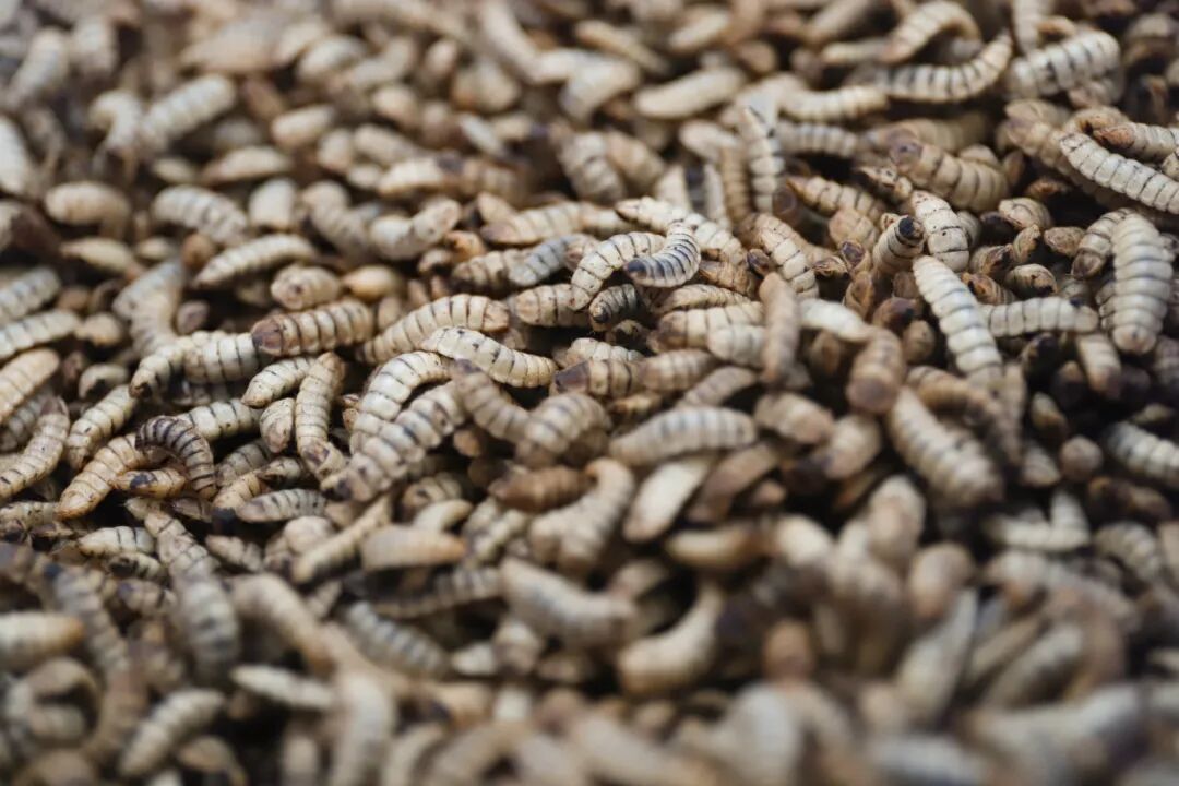 113_3_1773645555.jpeg?wx_fmt=jpeg&from=appmsg